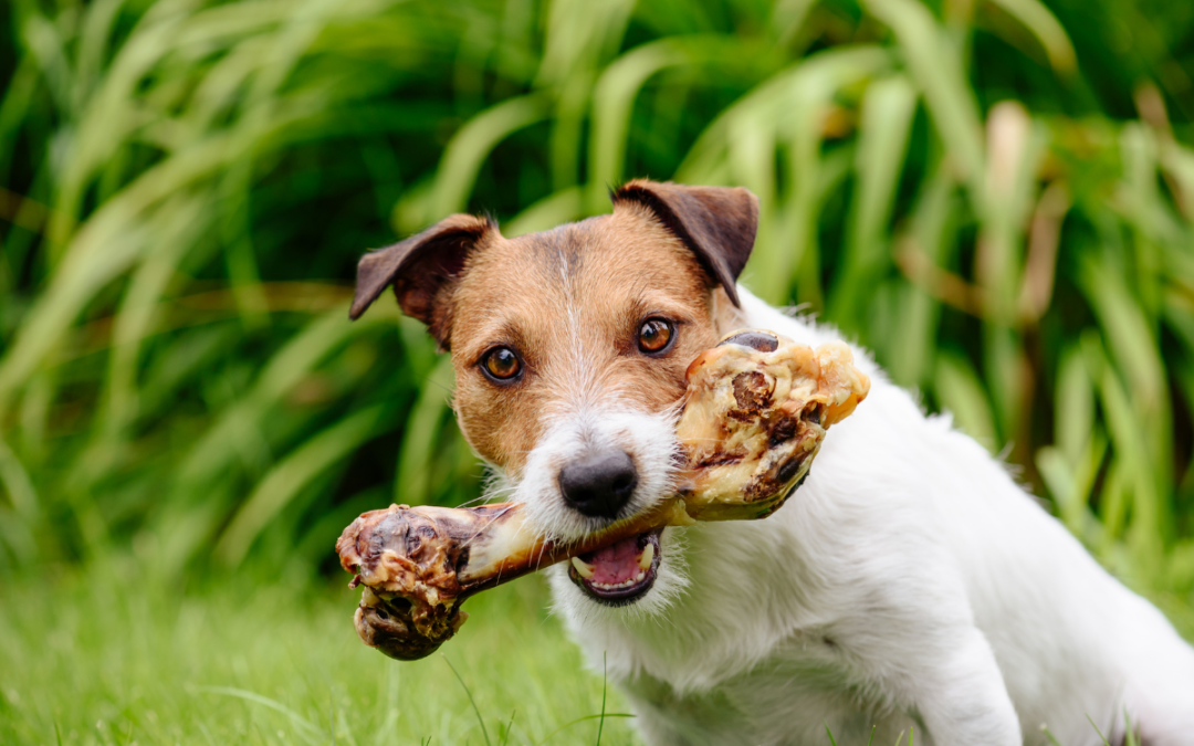 Bones safe for dogs