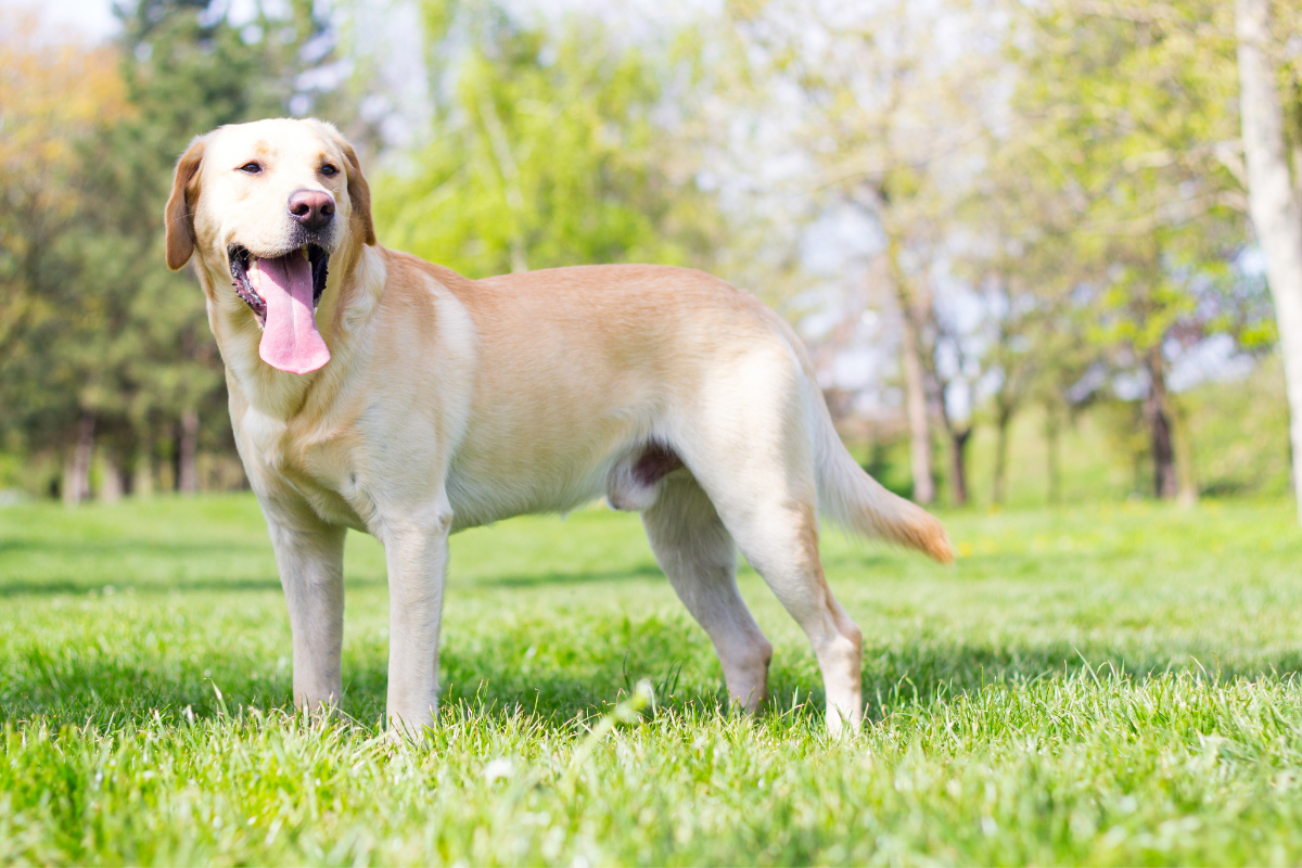 yellow lab at ease