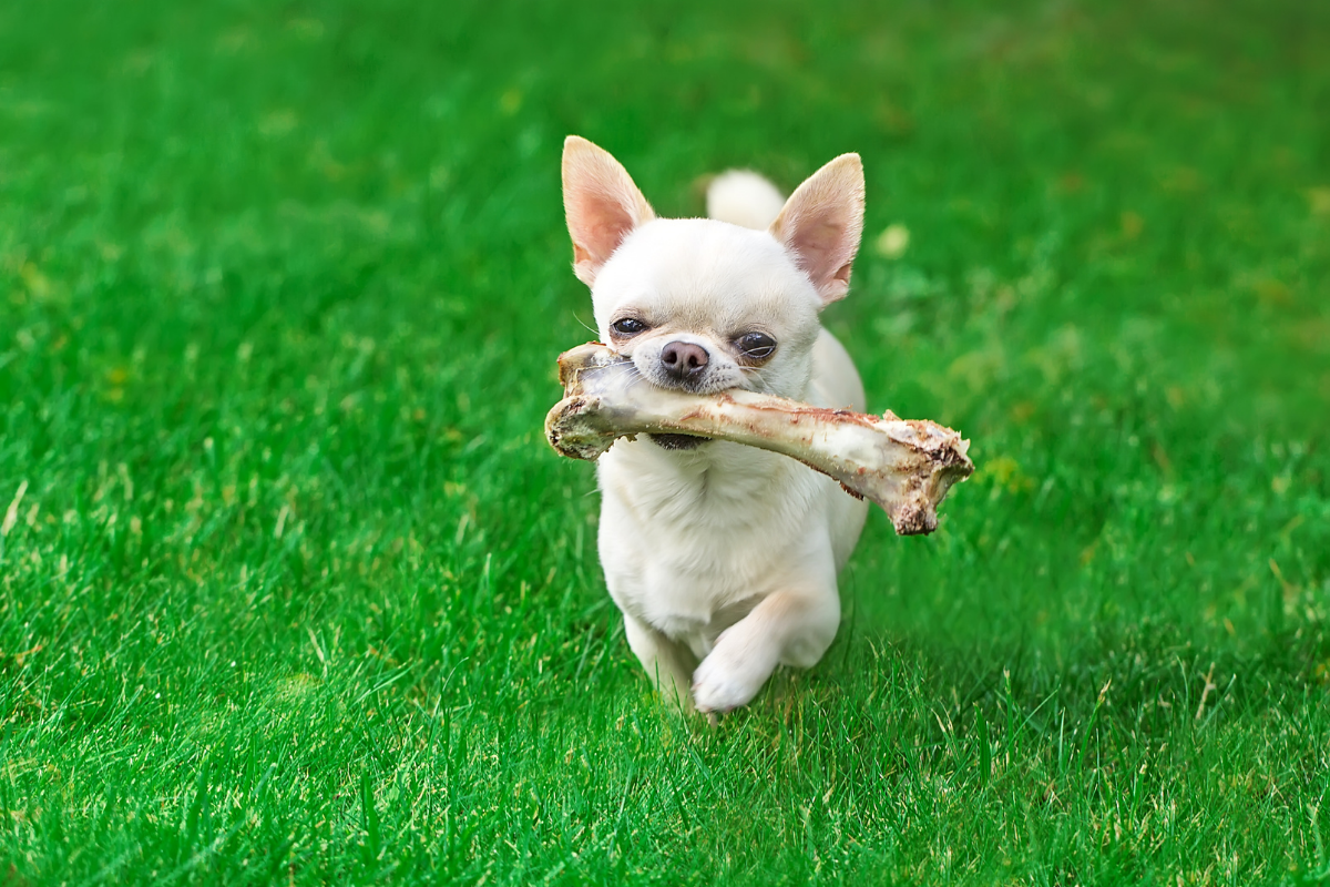 Chihuahua with a bone