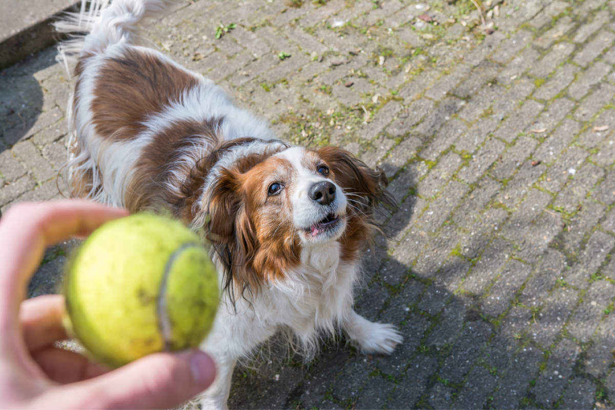Dog barking with a ball