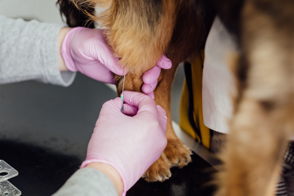 Testing for heartworms in a dog