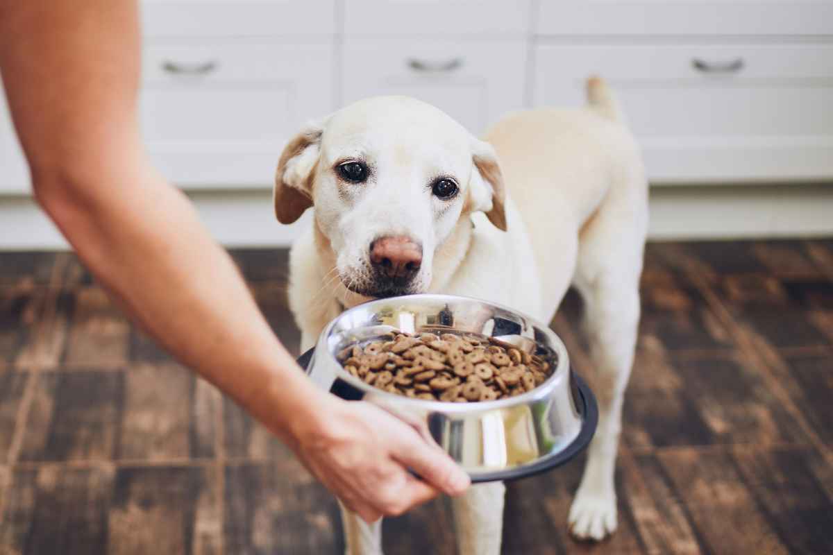 feed your dog to curb begging