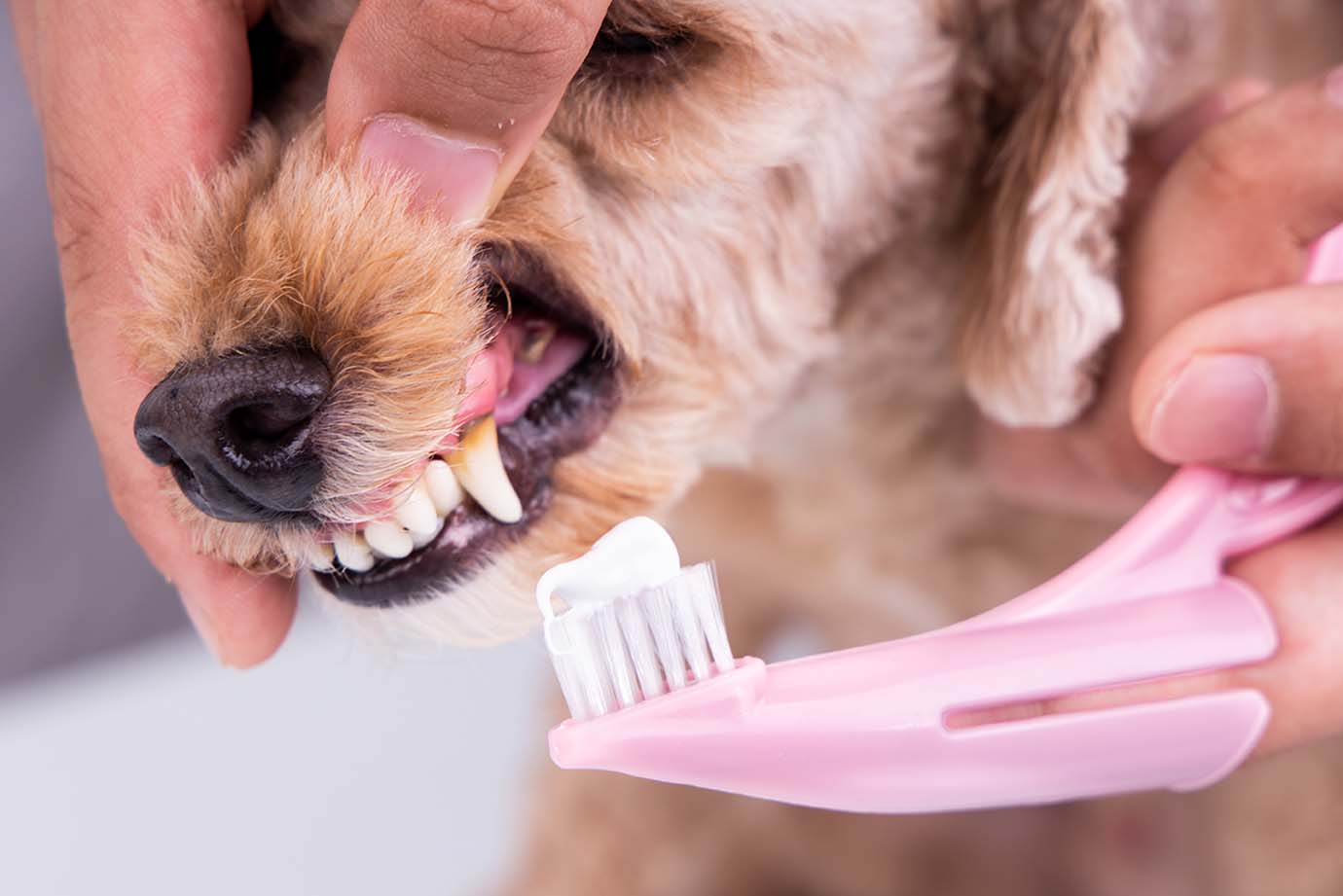 Vet brushes dog teeth with toothpaste to remove plaque 