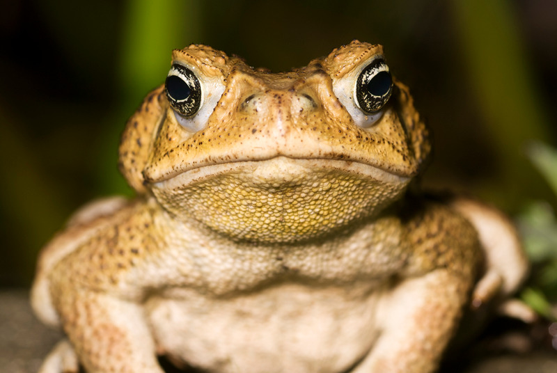 What Happens If You Touch a Cane Toad: Deadly Encounter?