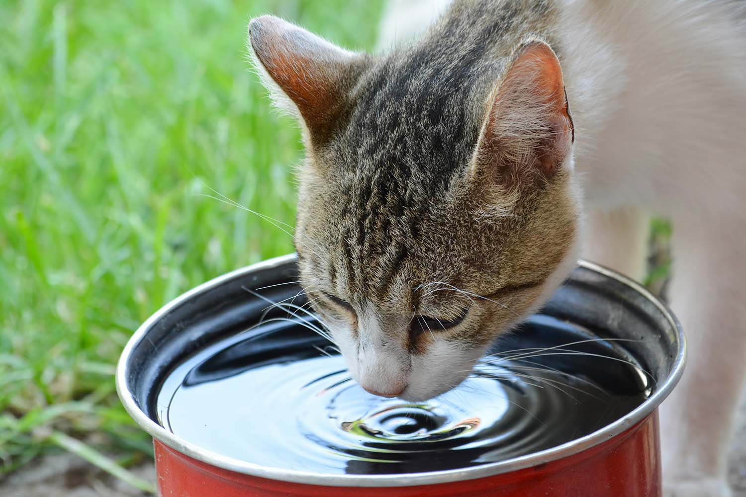 Tips from a Veterinarian Keeping your Pet Safe in the Summer Heat