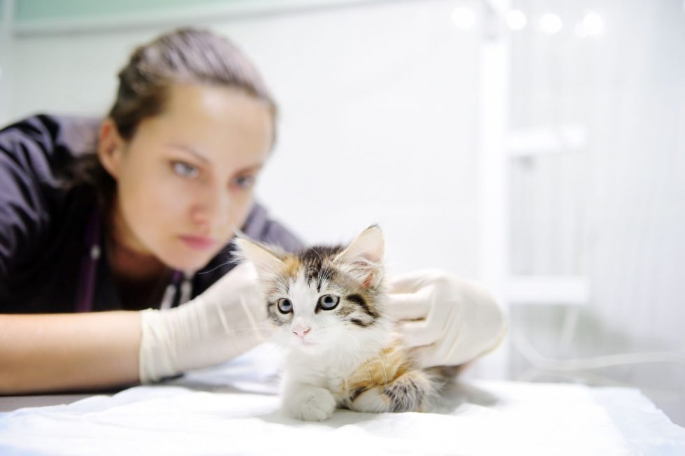 Found a Lump on your Pet? Advice from a Veterinarian Jacksonville