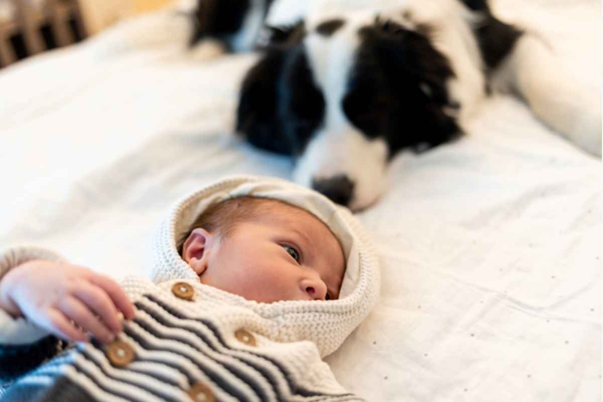 dog with a new baby