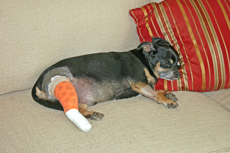 Dog with a cruciate ligament injury