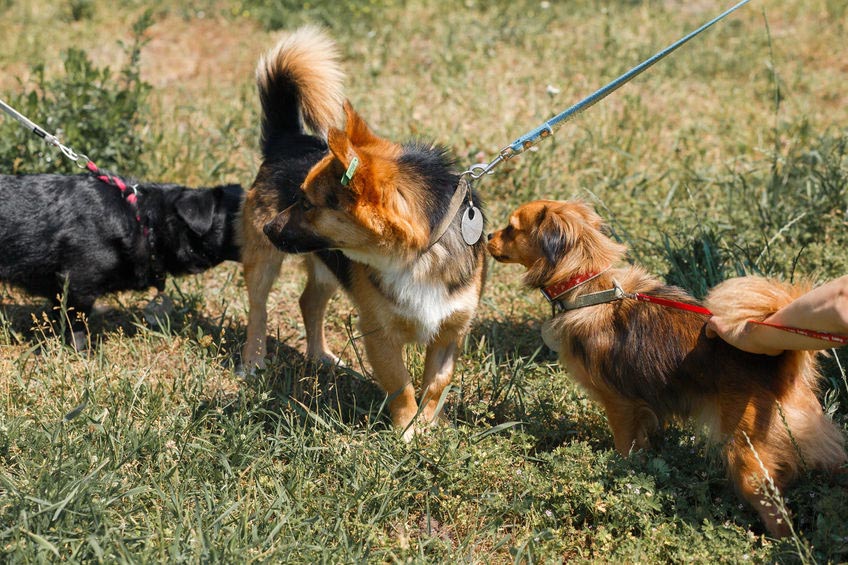 Dogs Sniff, Humans Sniff, What's the Difference?