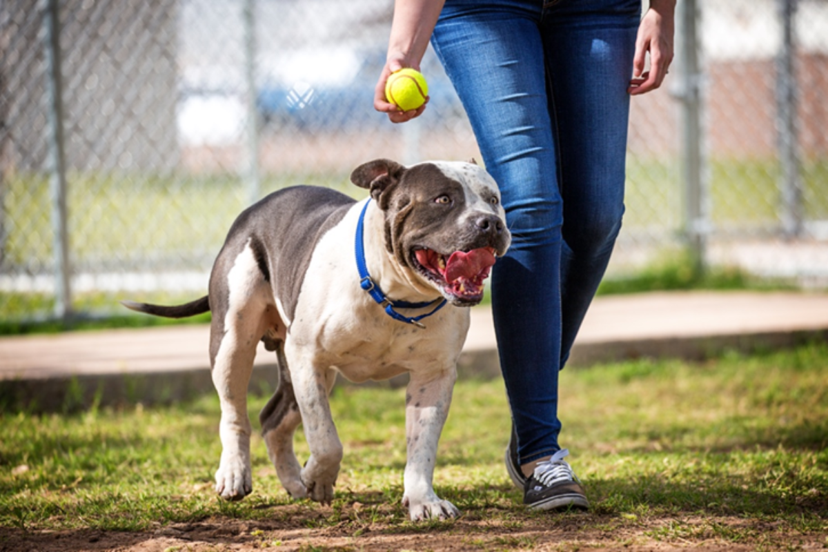 Pit bull with owner and a tennis ball