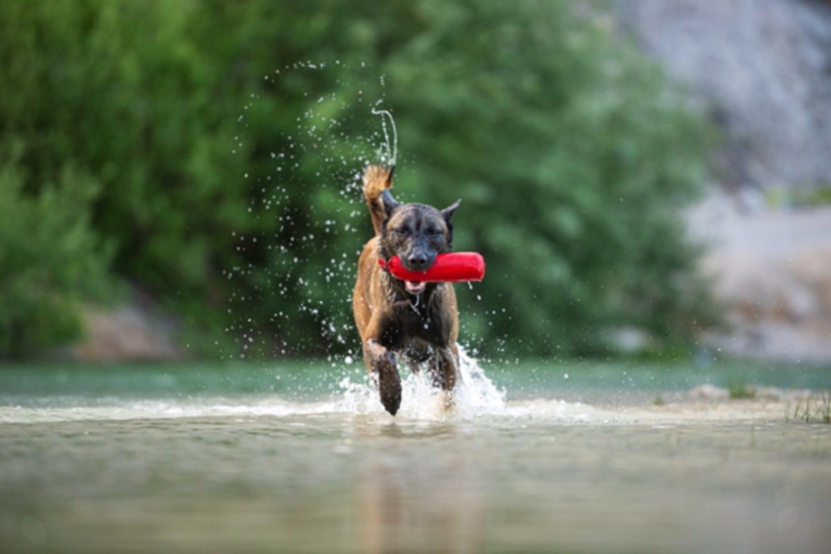 dog running through the water with a toy