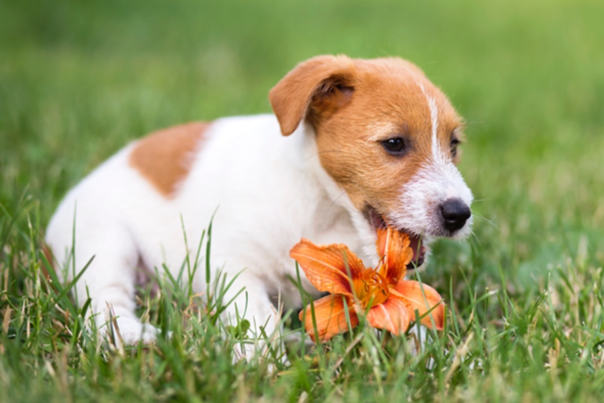 Puppy eating a flower
