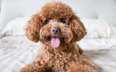 Hypoallergenic Pets for the Allergic Animal Lover
