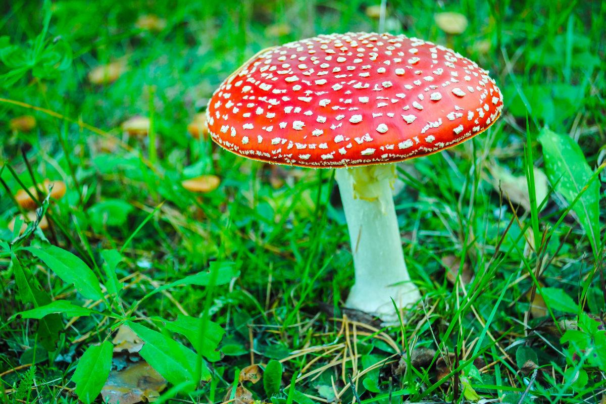 Fly Amanita Poisonous Mushroom for Dogs