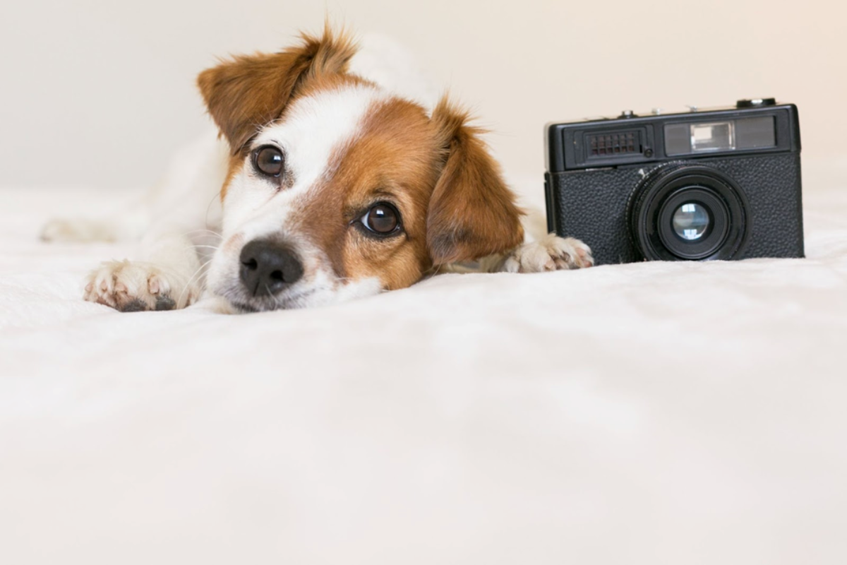 Dog with Camera