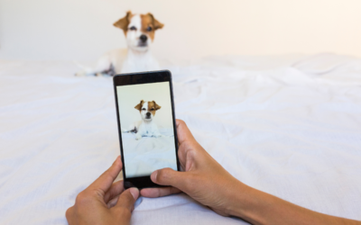 How to Take the Best Pet Photos