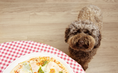 The 5 Most Dangerous Human Foods to Feed Your Pet