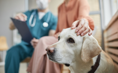 How to Make a Vet Visit Less Stressful