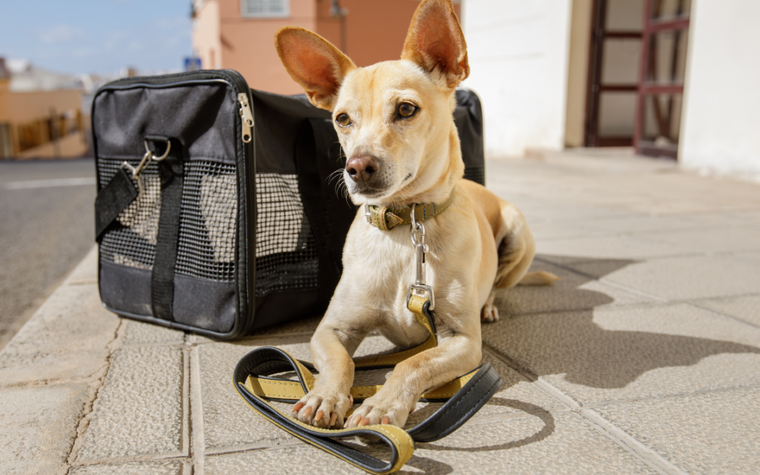 Essential Pet Gear for Happy and Healthy Pets