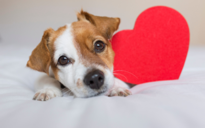 Heart Health for Your Dog