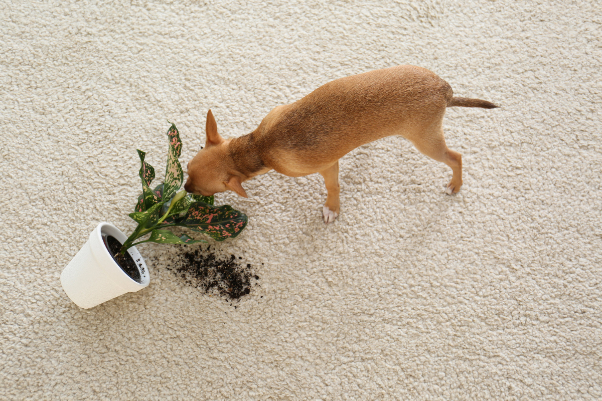 Dog eating a houseplant