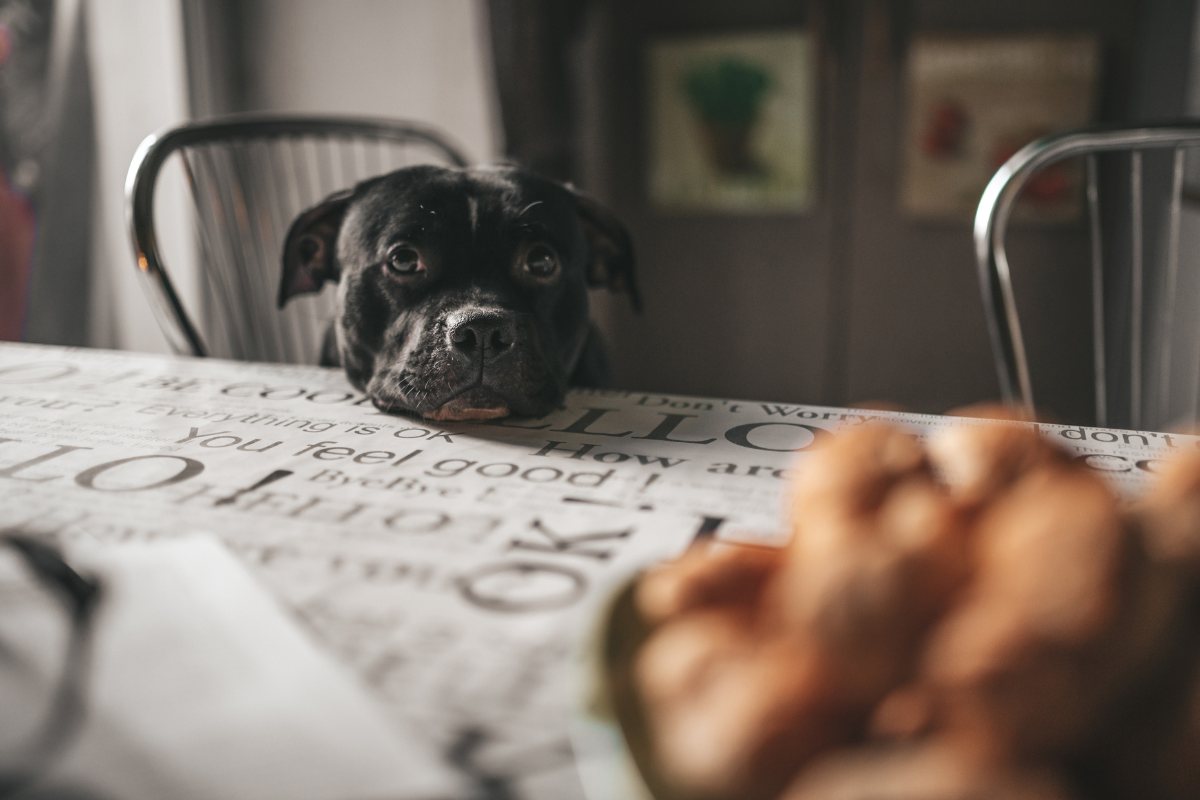 dog begging at the table
