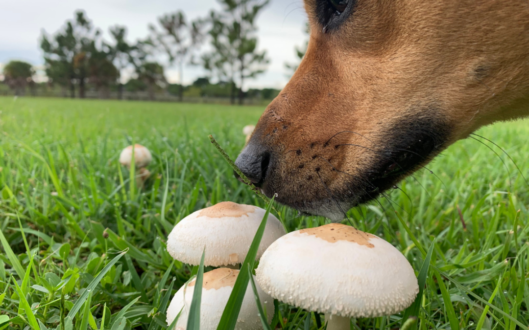 Yard Poisonous Mushrooms