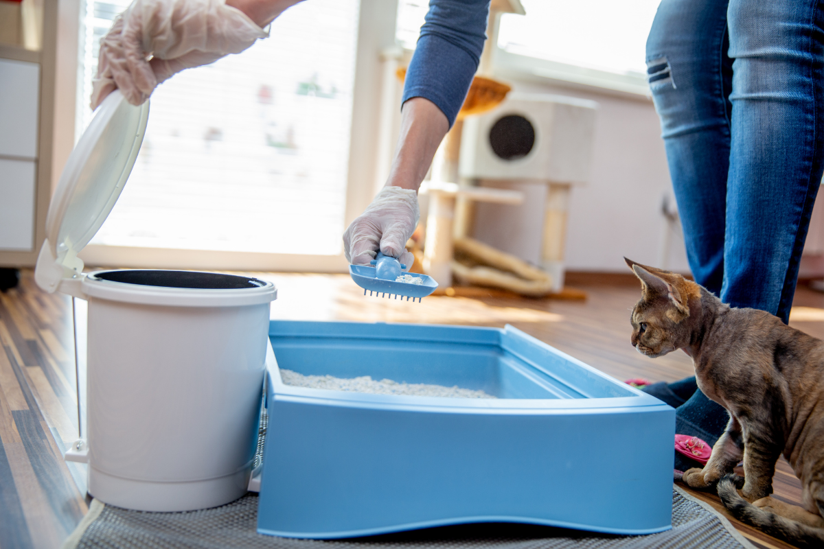 Clean out cat litter box
