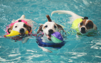 Swimming Pool Safety for Dogs