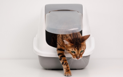 Common Cat Urinary Issues