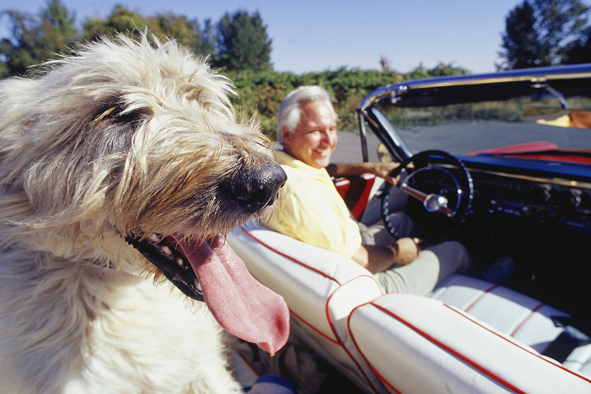 Man and Dog in Convertible