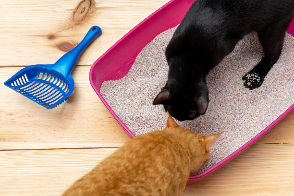 cats sniffing litter box