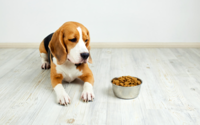 The Truth About Grain-Free Diets and Canine Heart Disease