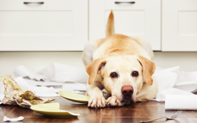 Veterinarian’s Advice: Minimizing Destructive Pet Behavior