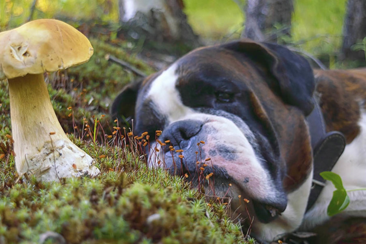 Dog with Poisonous Mushroom