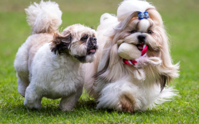 The Importance of Socializing Your Dog
