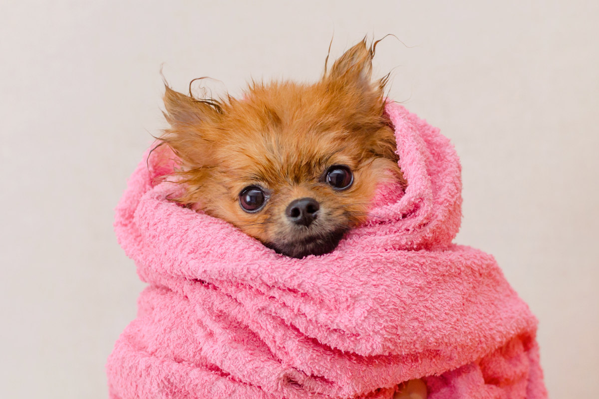 Dog in Towel