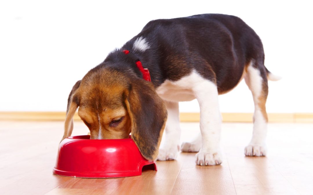 Vets Are Looking Into How Grain-Free Pet Foods Are Causing Heart Disease in Dogs