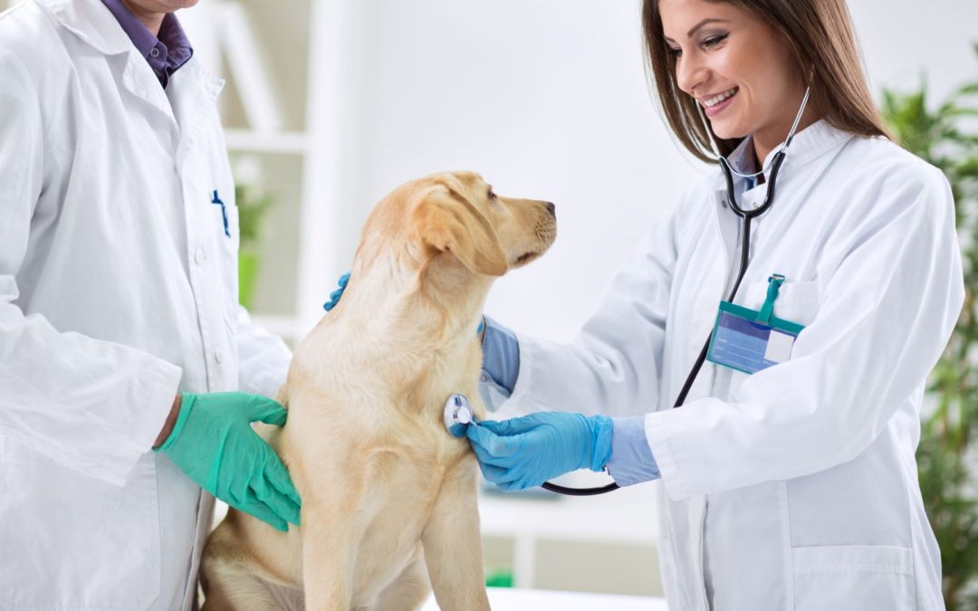 Jacksonville Community Pet Clinics Veterinarian examining labrador