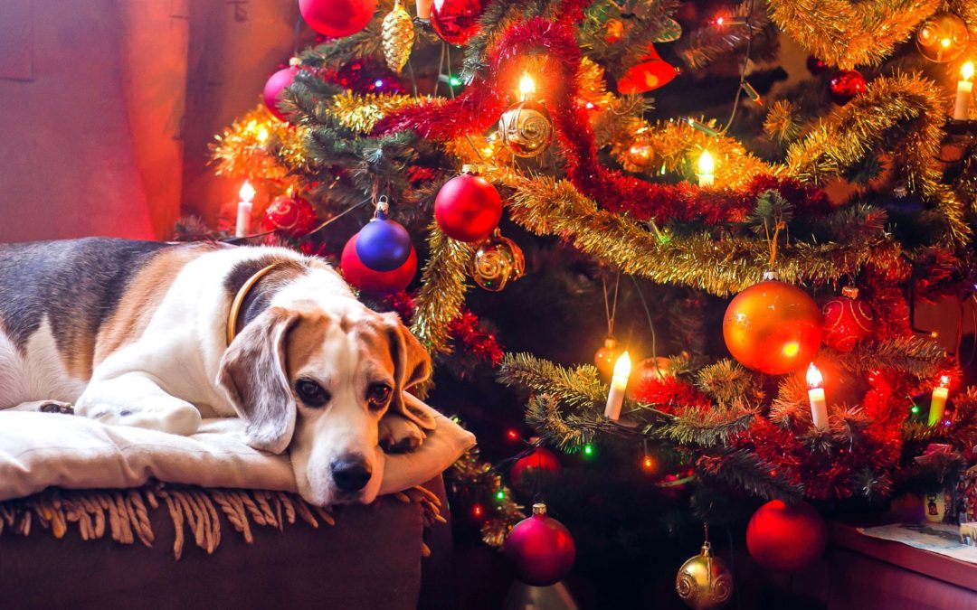 Dog by the Christmas Tree