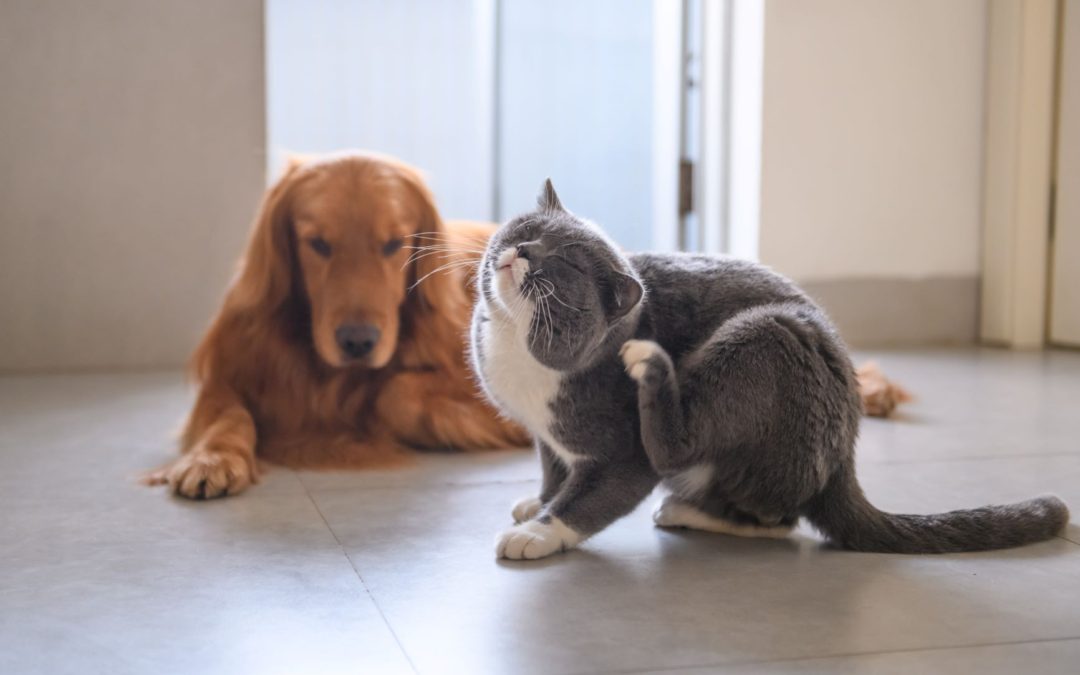 dog and cat scratching