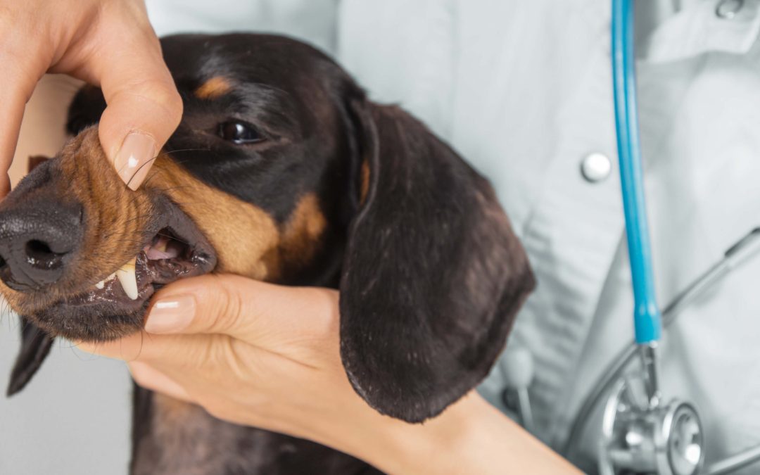 Brushing Up On Your Pet’s Dental Health