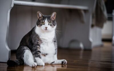 The Elephant in The Room: Struggling with Pet Obesity