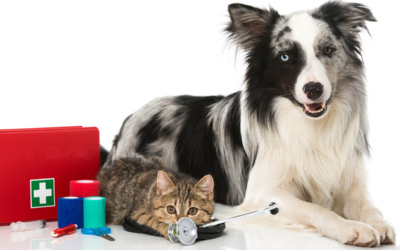 First Aid for Pets