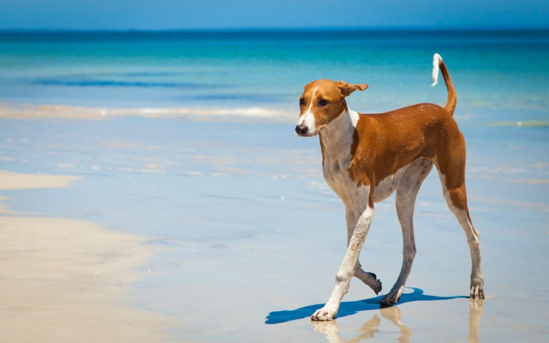 dog on the beach in the sun