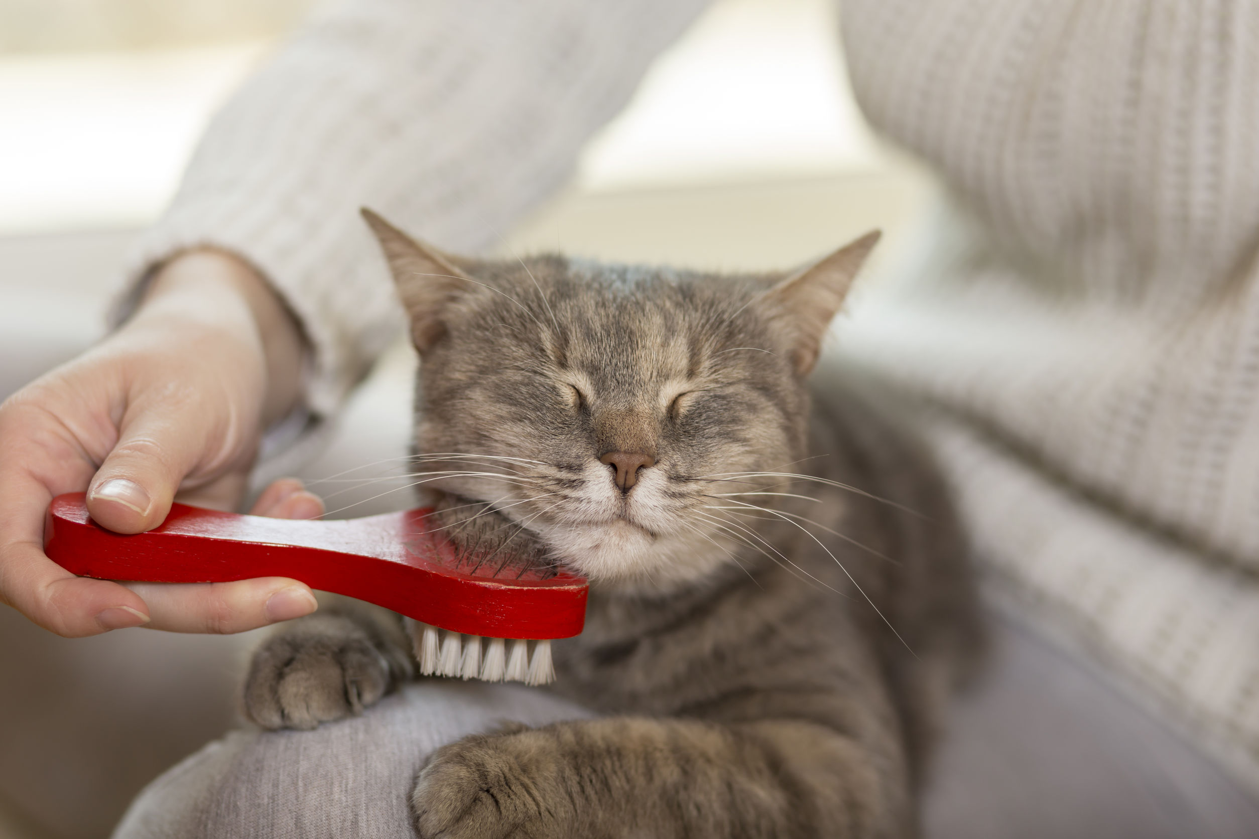 Cat being brushed