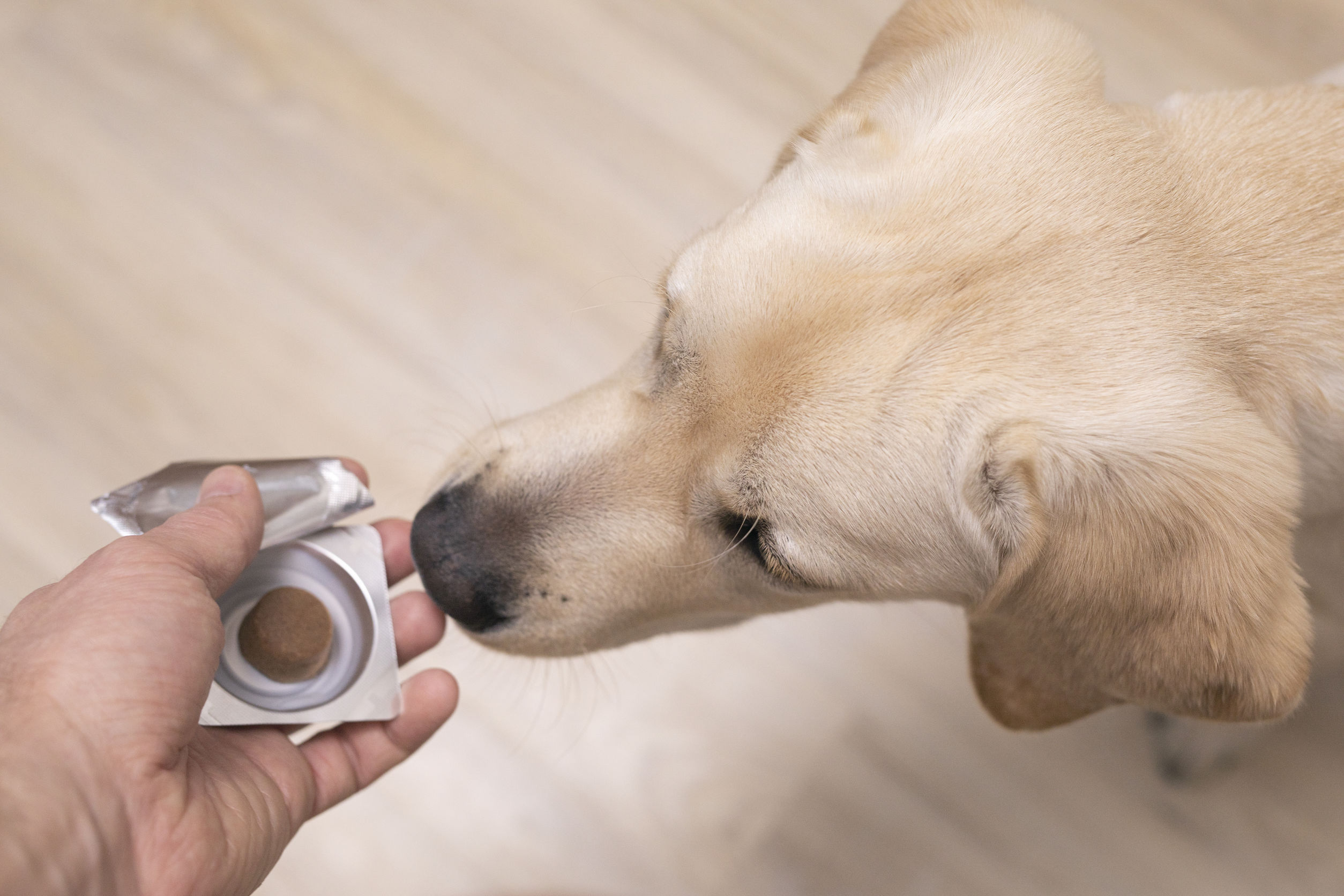 Dog receiving flea and tick prevention