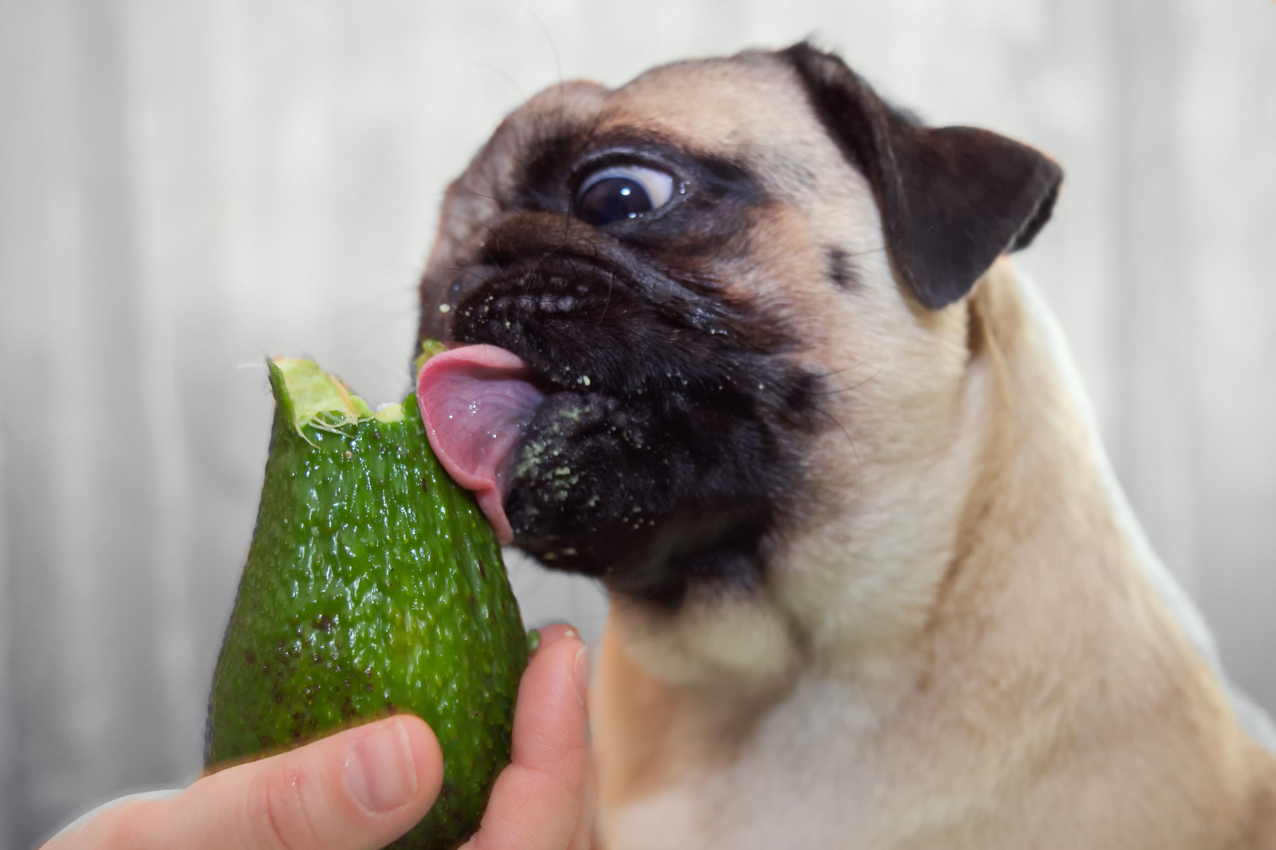dogs shouldn't eat avocados