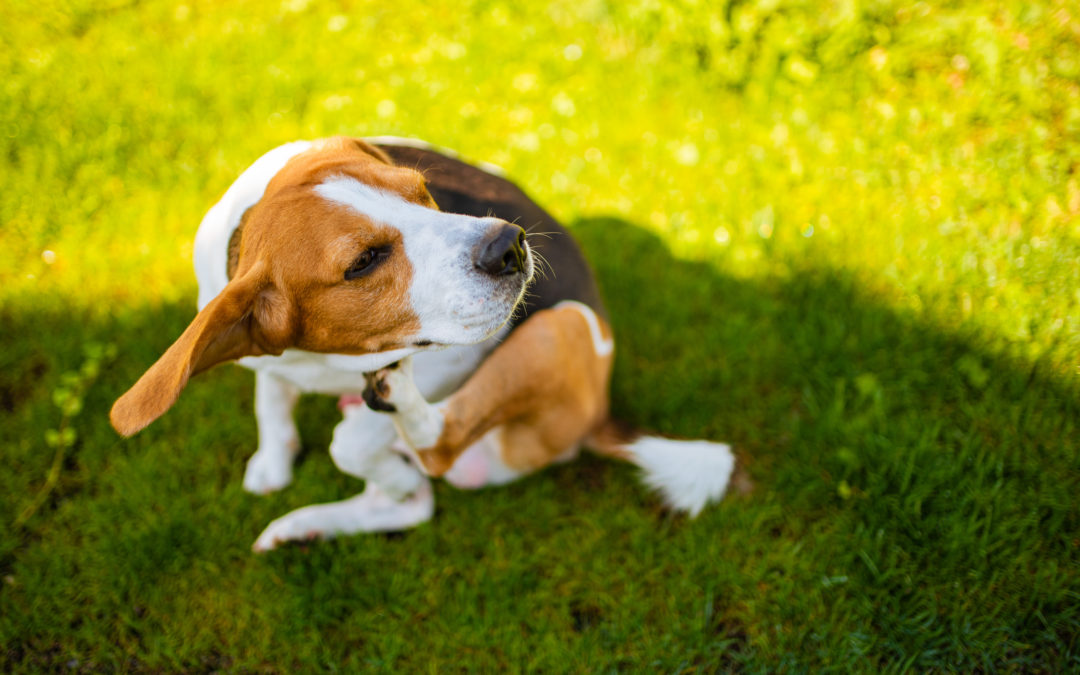 Why Vets Consider Flea and Tick Prevention a Must for Every Pet
