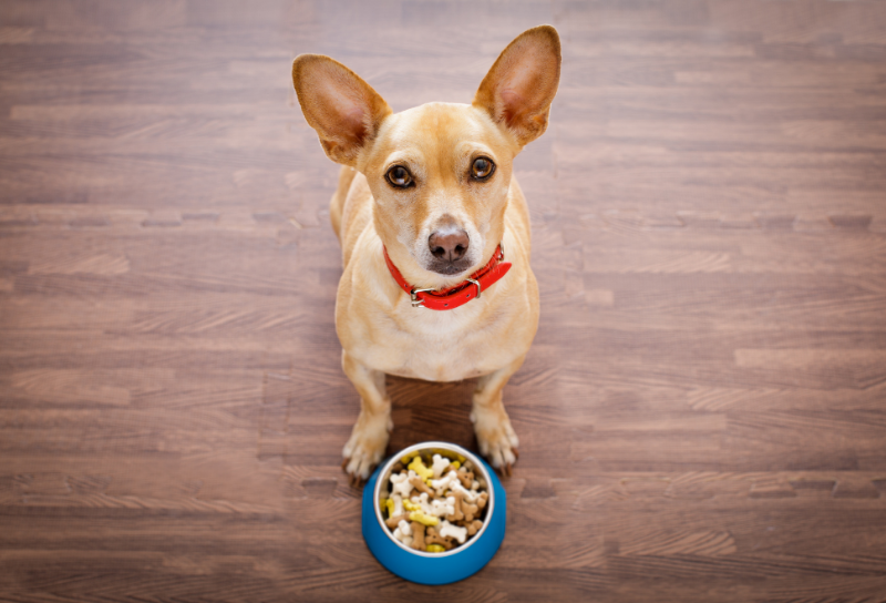 dog eating a grain-free diet